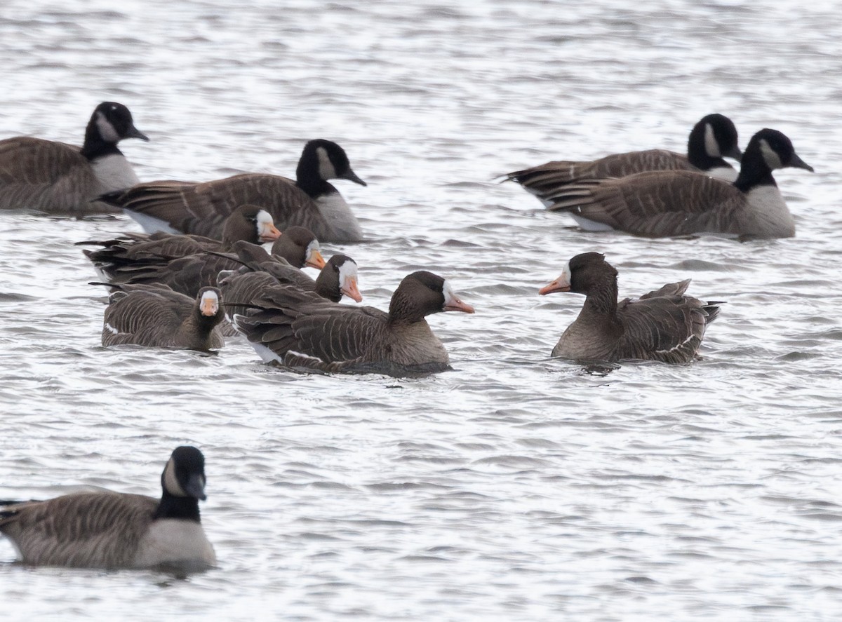 Greater White-fronted Goose - ML646398848