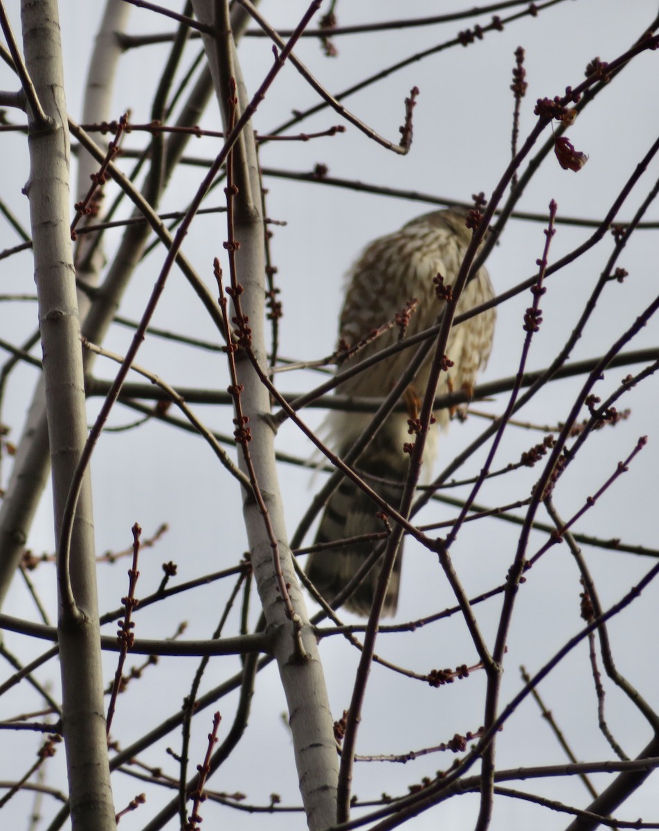 krahujec americký - ML646398849