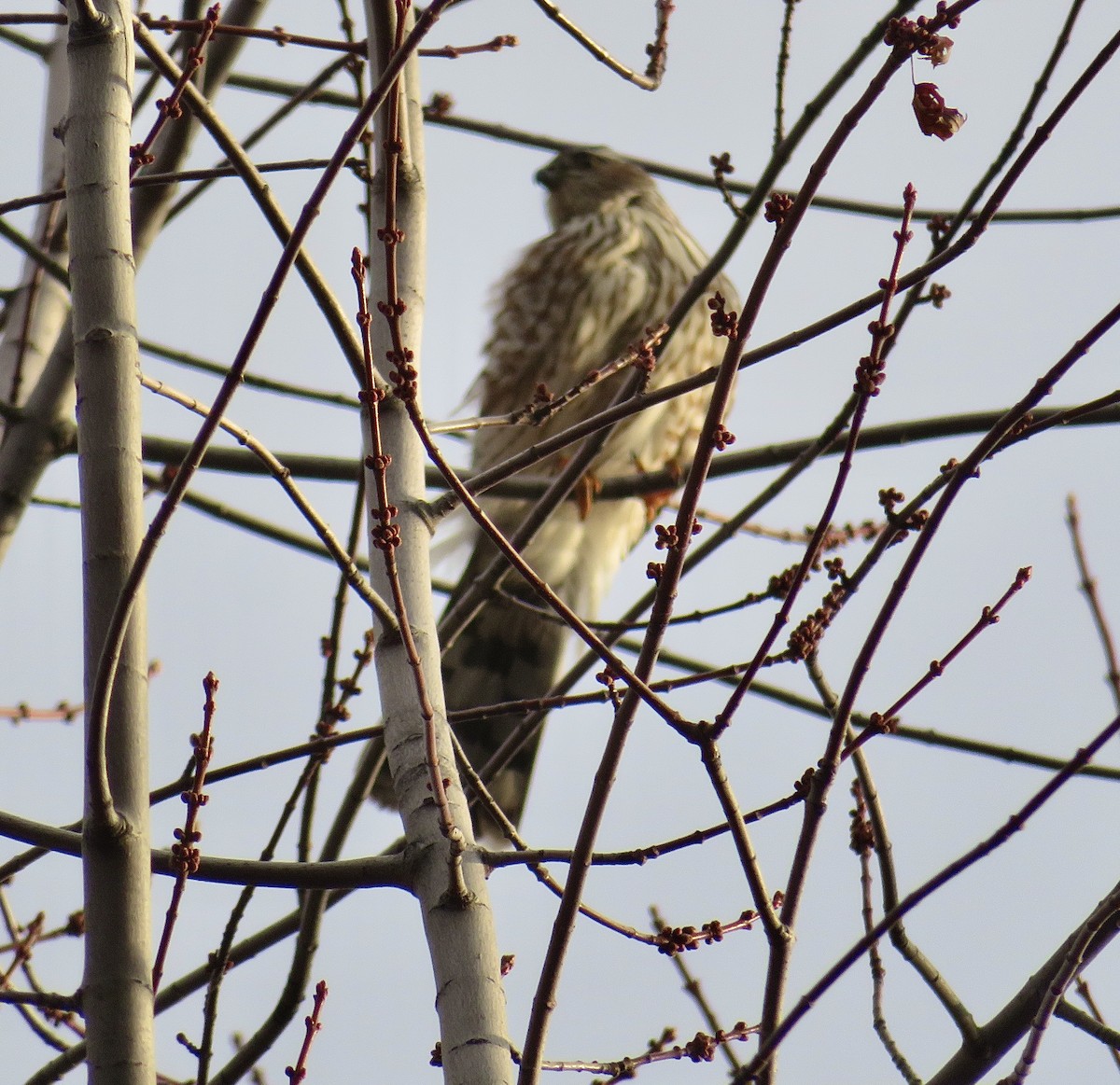 krahujec americký - ML646398850