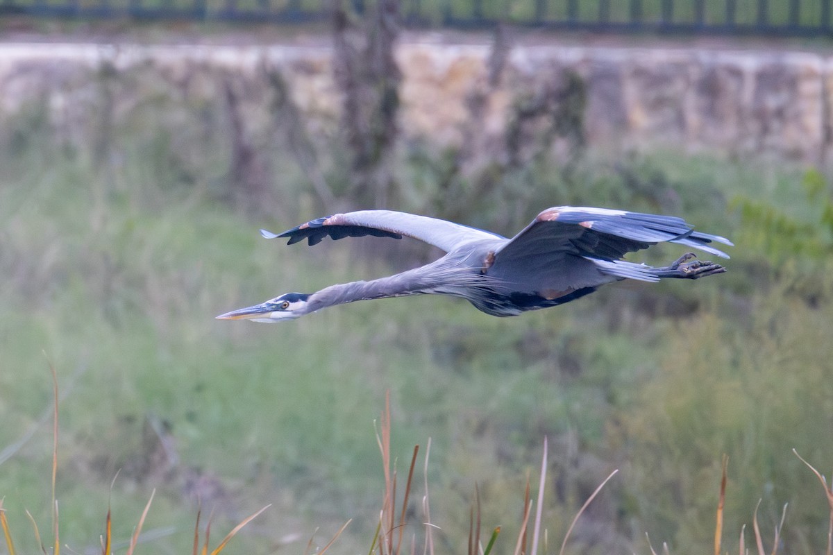 Great Blue Heron - ML646398853