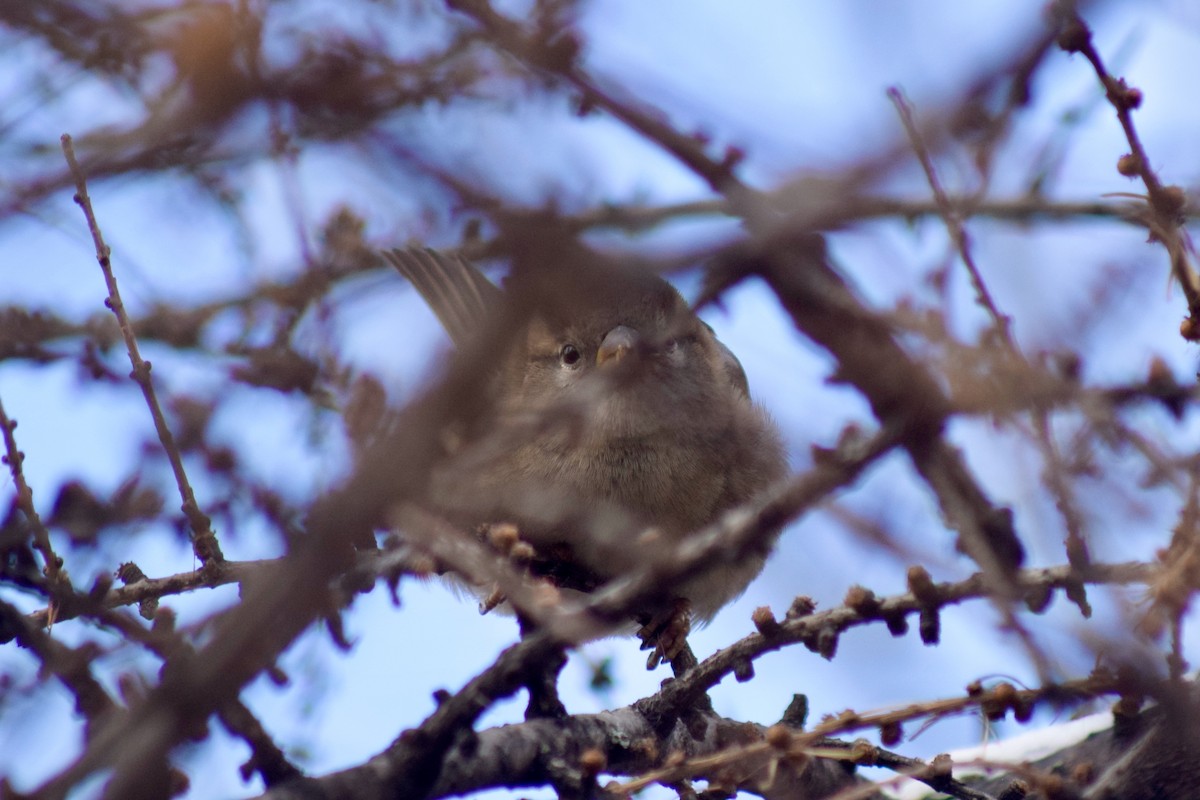 vrabec domácí - ML646398855