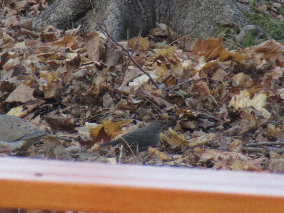 vlhovec hnědohlavý - ML646398856