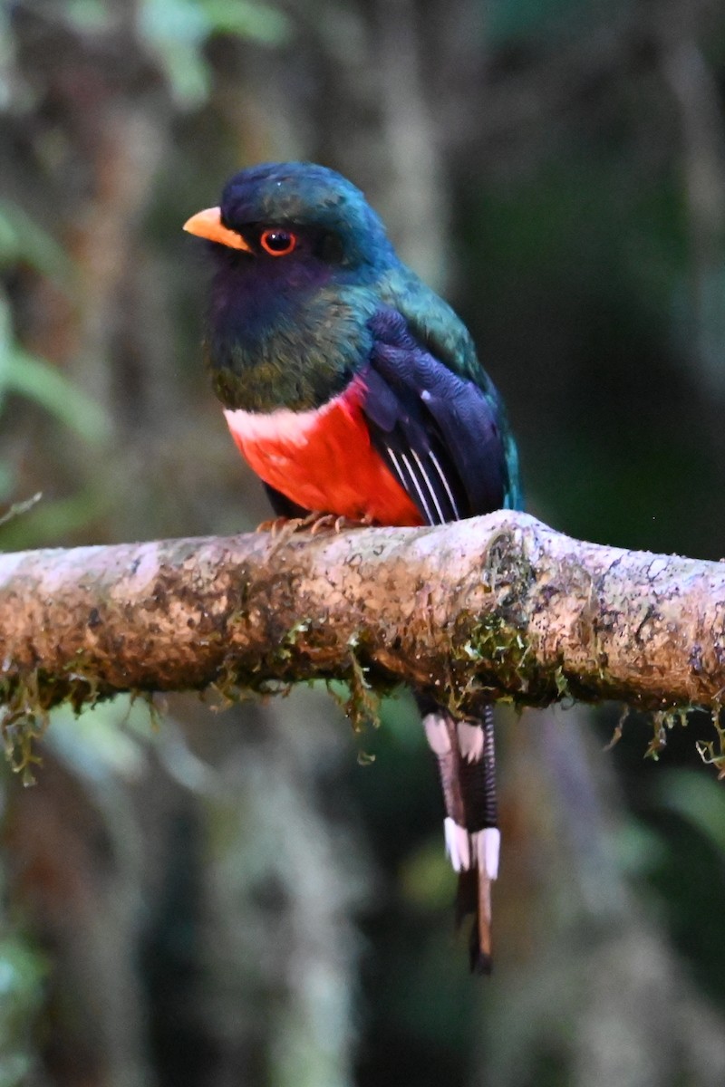 trogon škraboškový - ML646398860