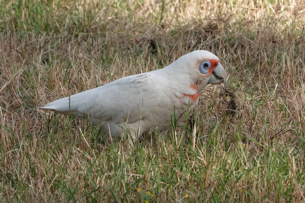 kakadu ostrozobý - ML646398861