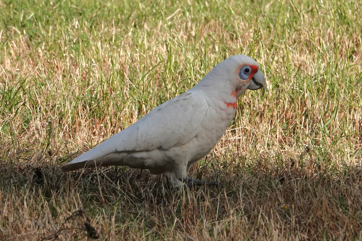 kakadu ostrozobý - ML646398862