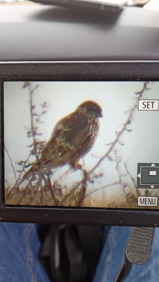 Merlin - ML646398863