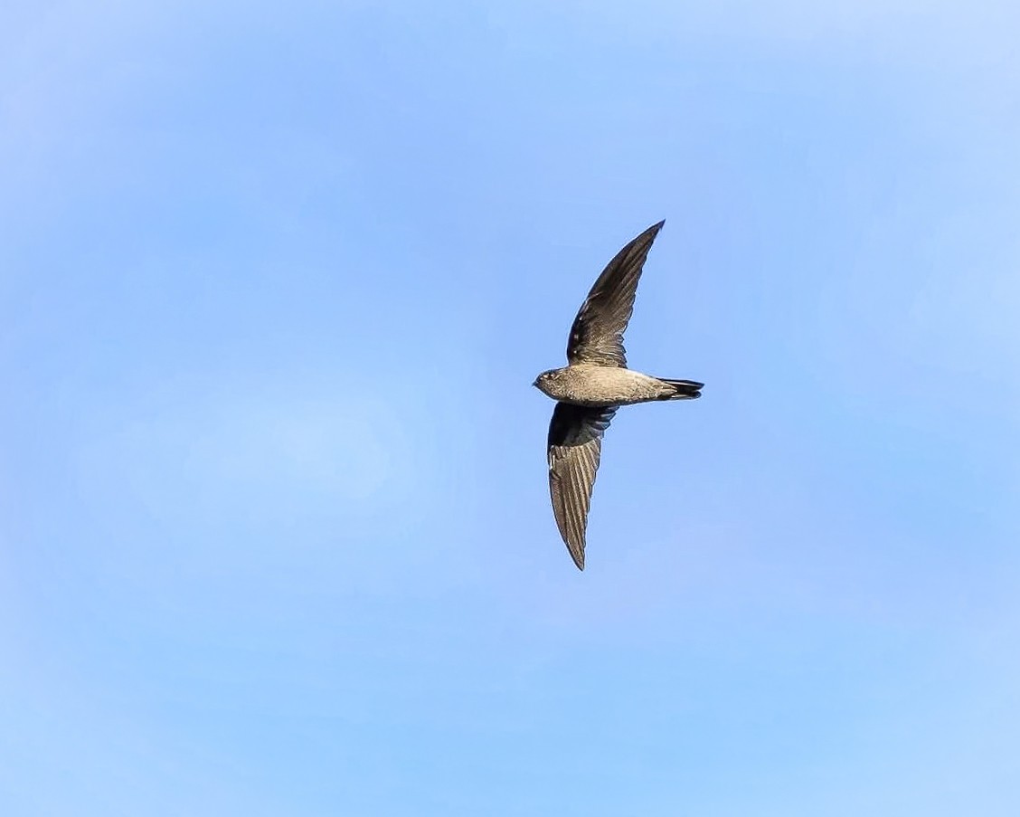 salangana himálajská - ML646398864