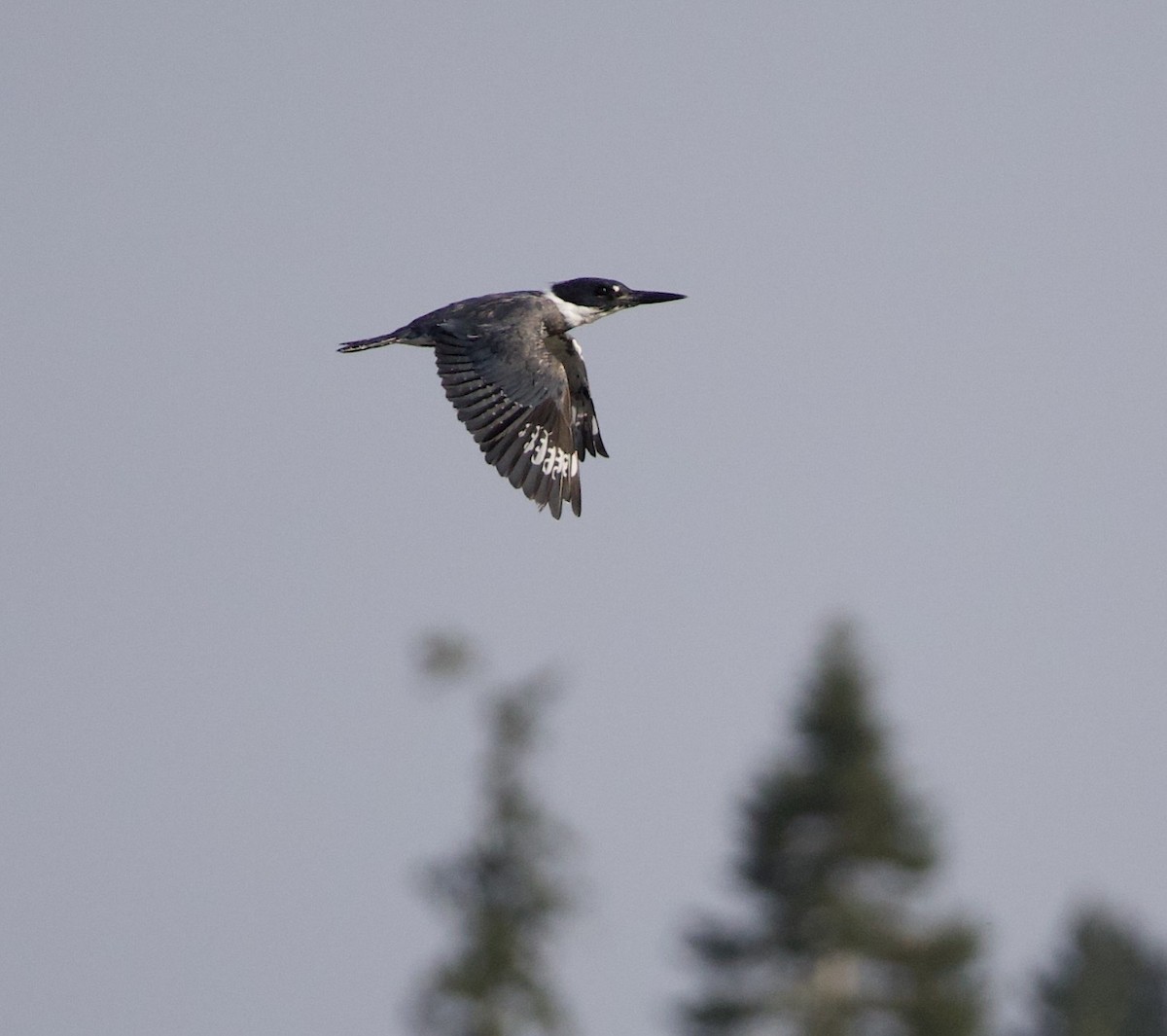 rybařík pruhoprsý - ML646398865