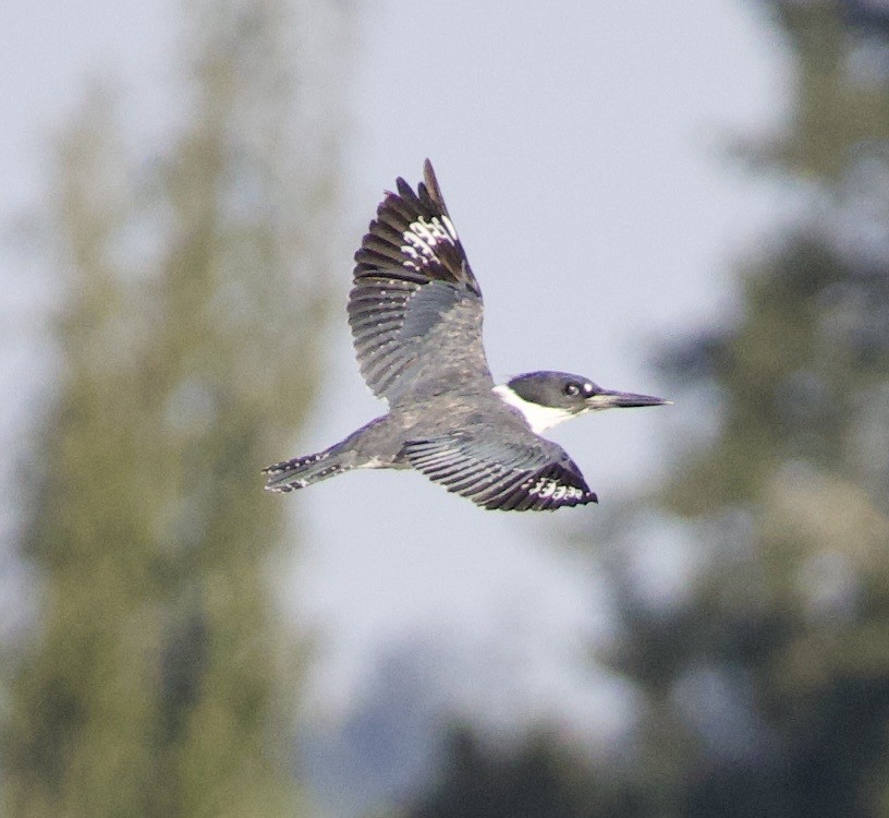 rybařík pruhoprsý - ML646398866