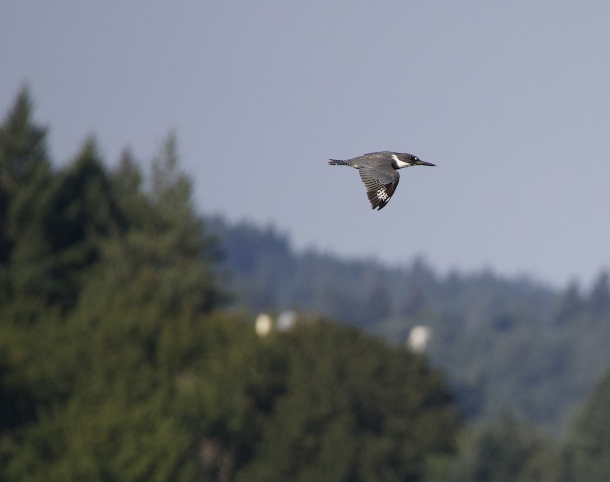 rybařík pruhoprsý - ML646398867