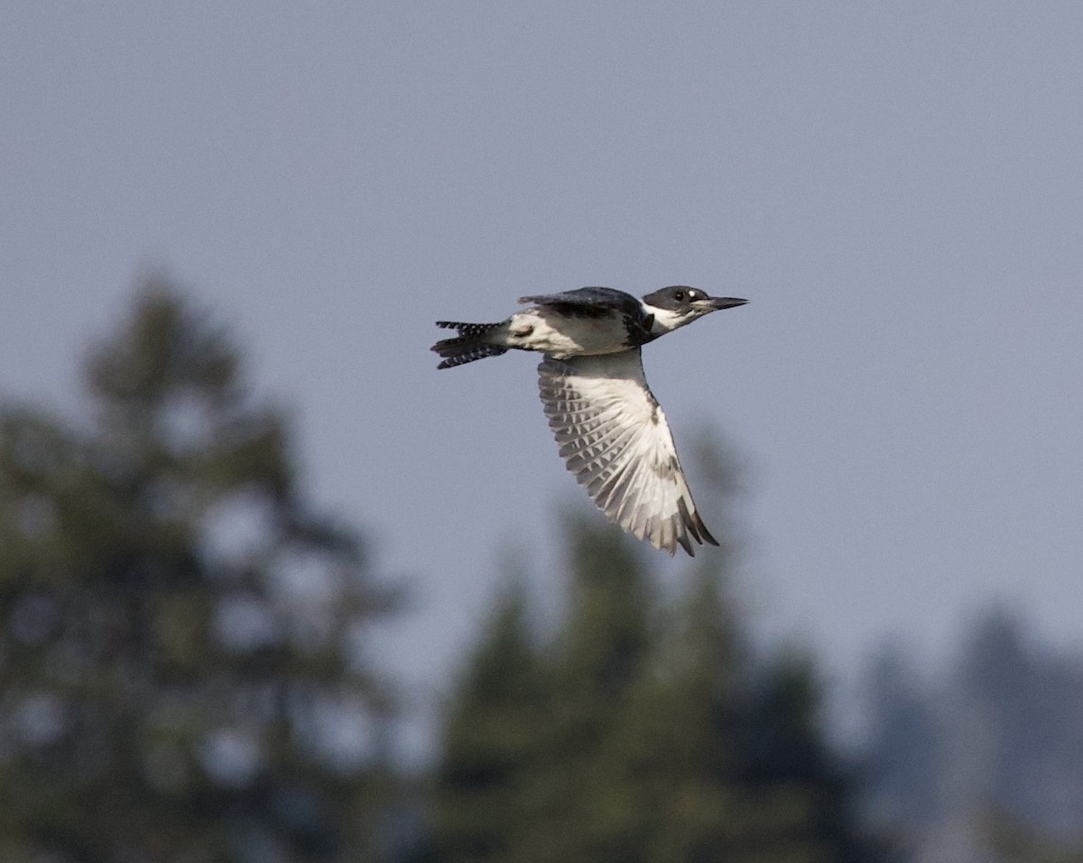 rybařík pruhoprsý - ML646398868