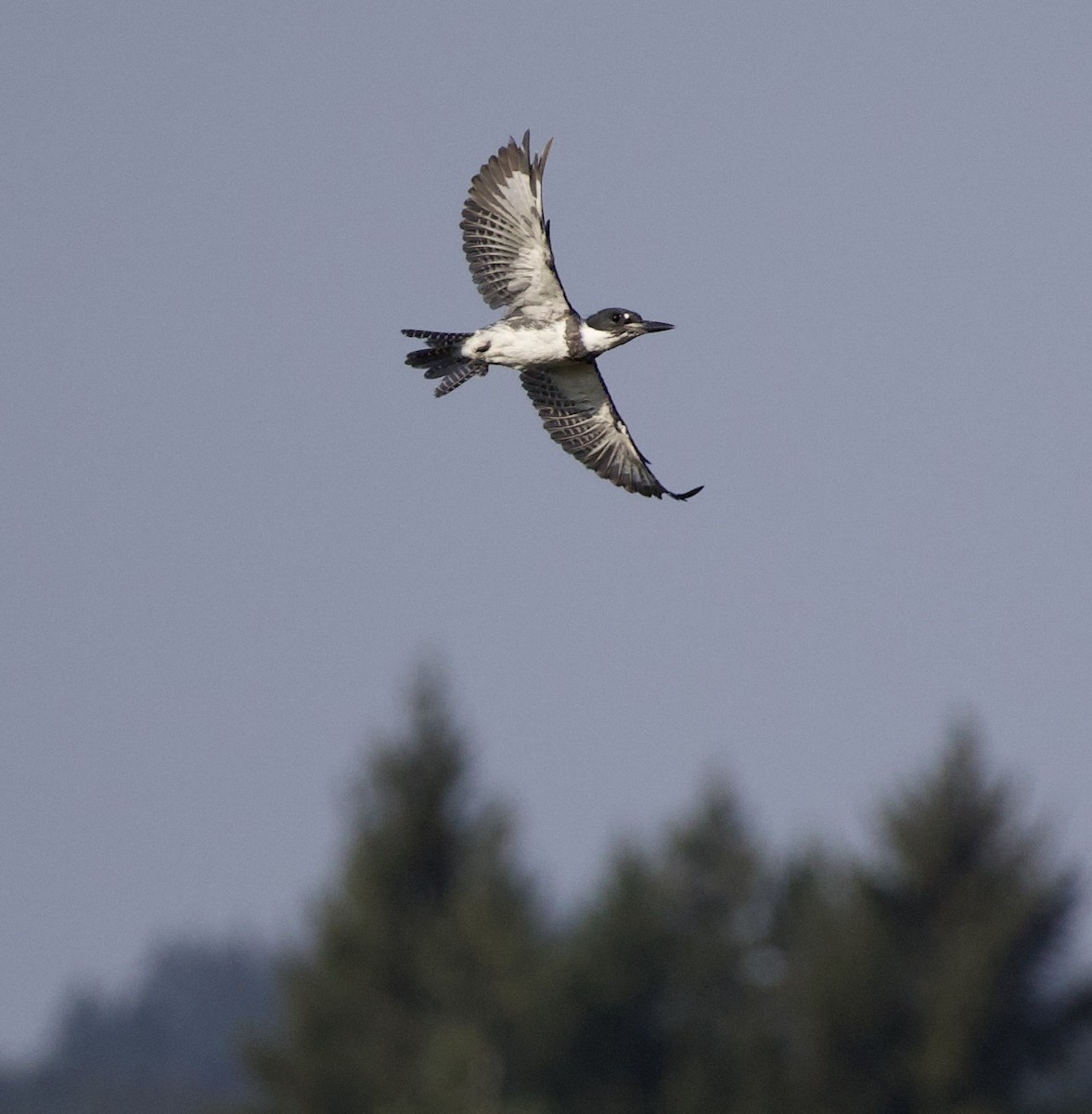 rybařík pruhoprsý - ML646398869