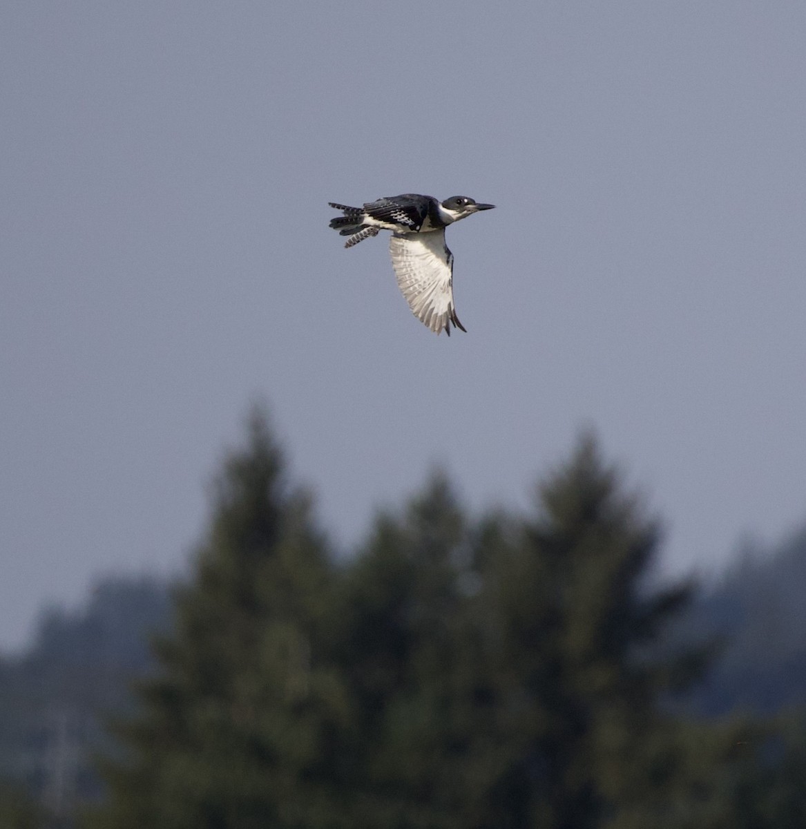 rybařík pruhoprsý - ML646398870