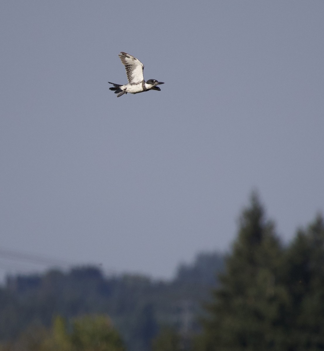 rybařík pruhoprsý - ML646398872