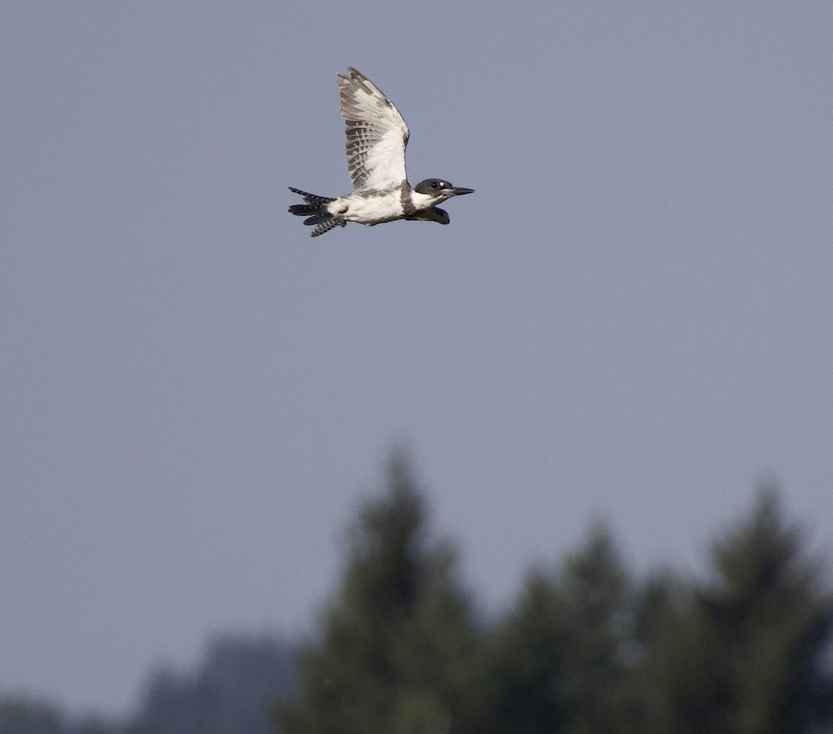 rybařík pruhoprsý - ML646398873