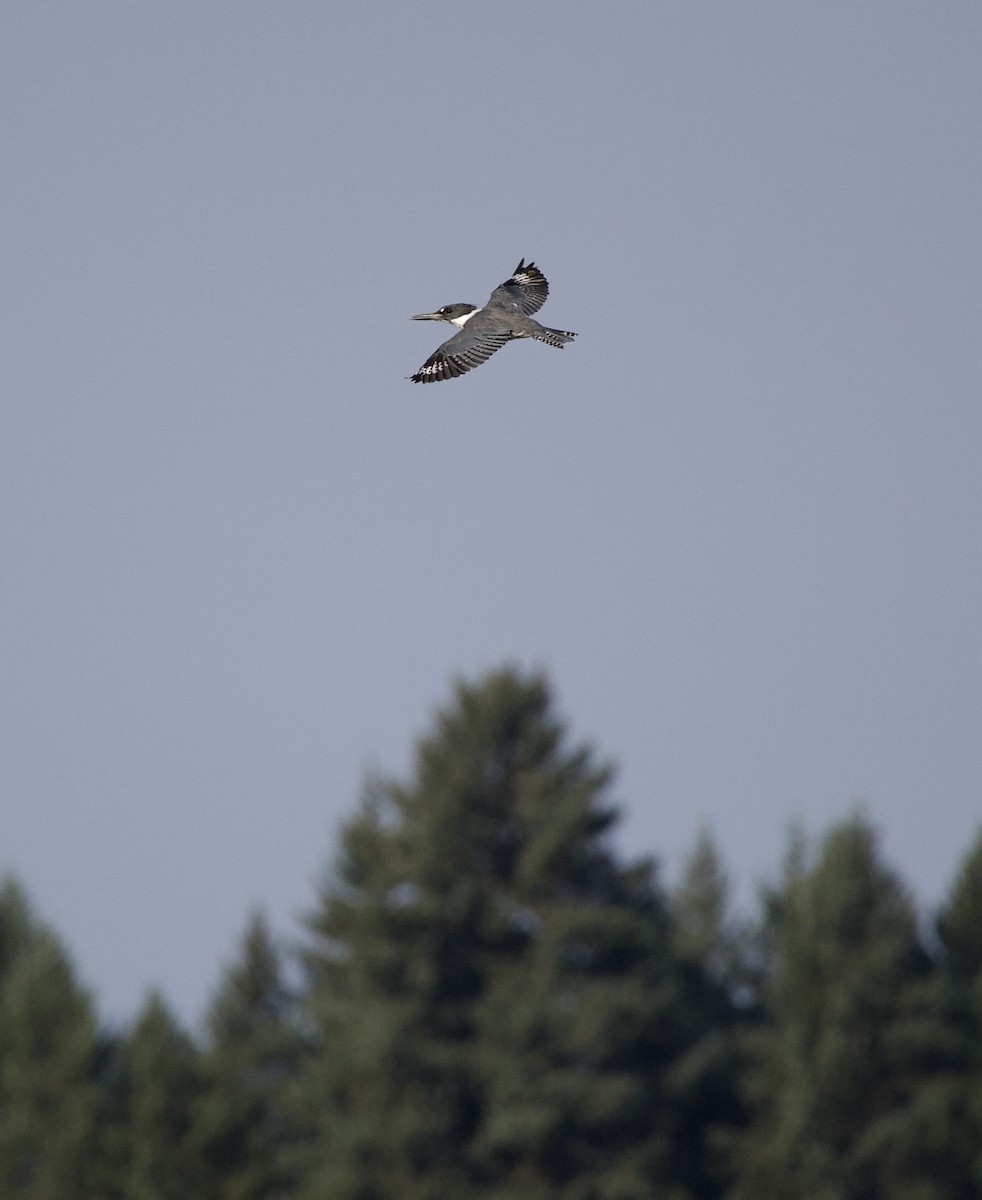 rybařík pruhoprsý - ML646398874