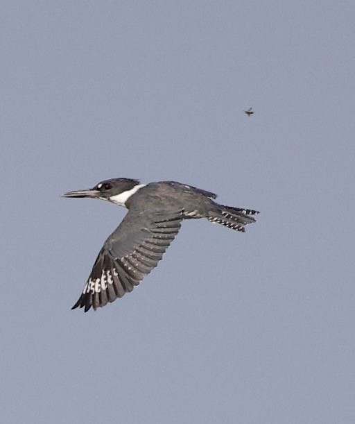 rybařík pruhoprsý - ML646398875