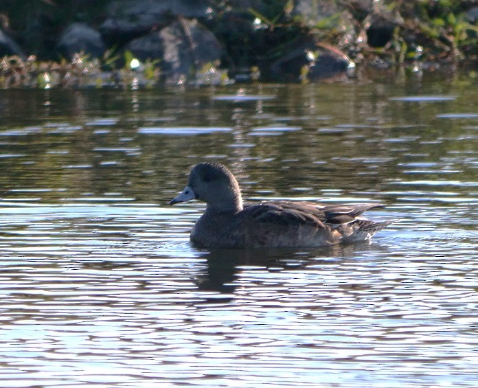 hvízdák americký - ML646398881