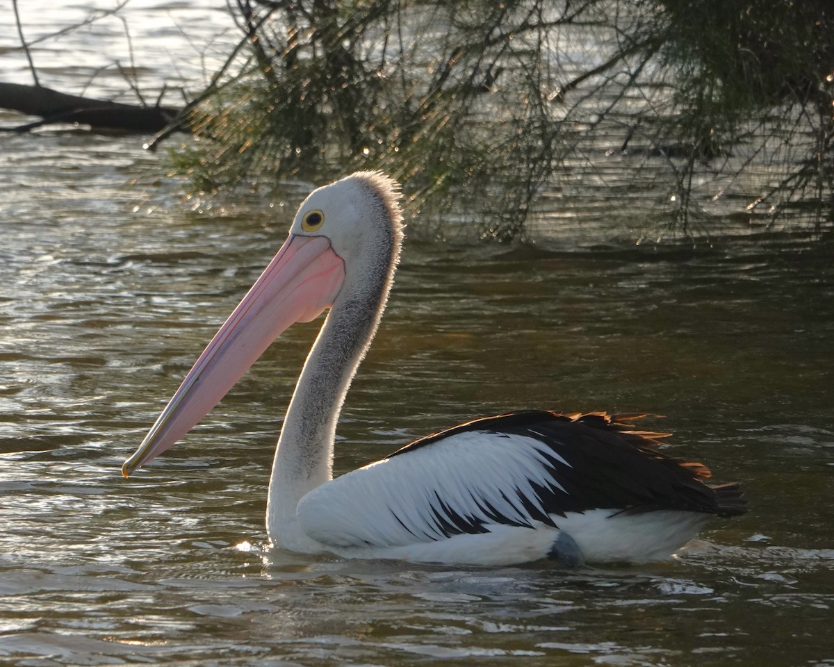 pelikán australský - ML646398882