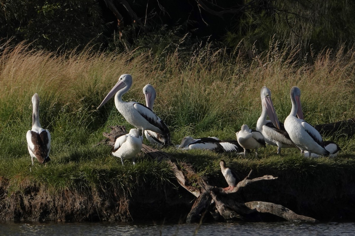 pelikán australský - ML646398883