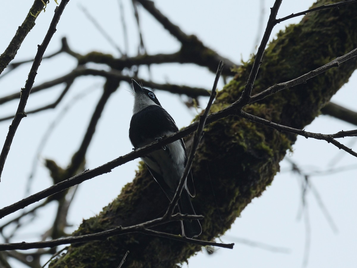 Ward's Vanga - ML646398884