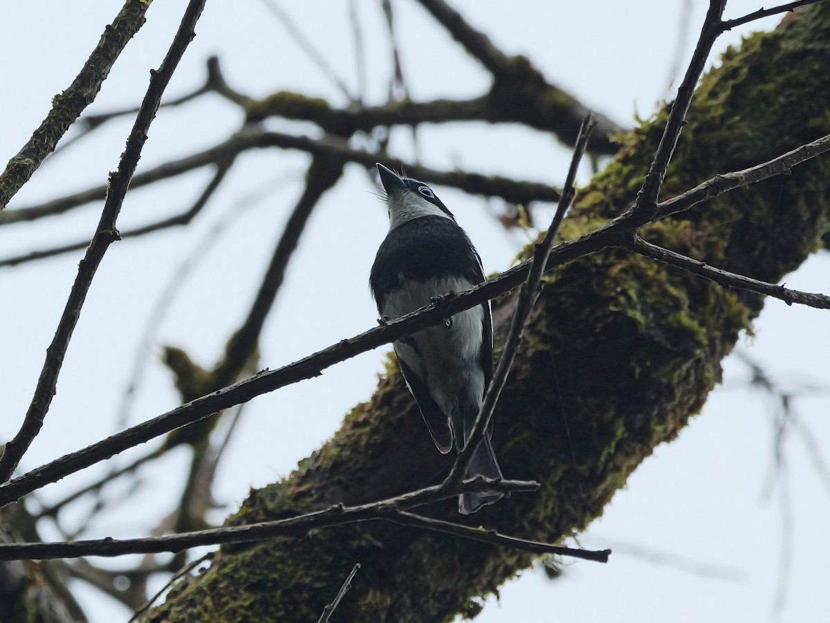 Ward's Vanga - ML646398885