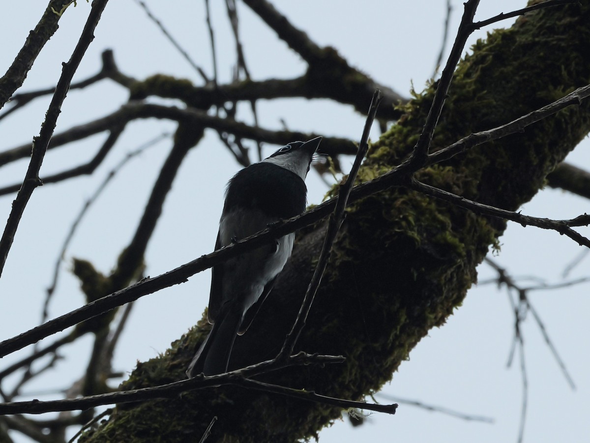 Ward's Vanga - ML646398886