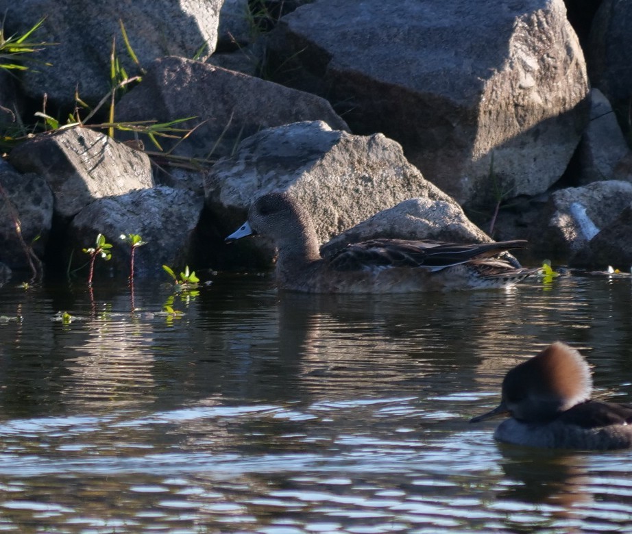 hvízdák americký - ML646398887