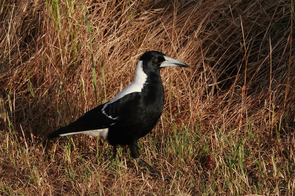 flétňák australský - ML646398888