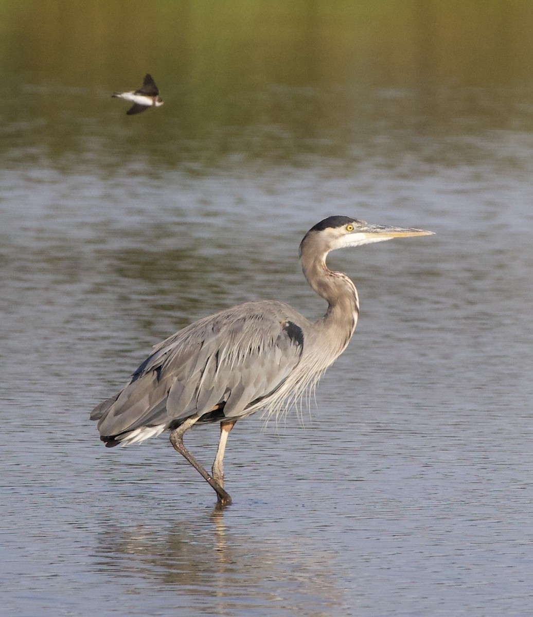 břehule říční - ML646398889