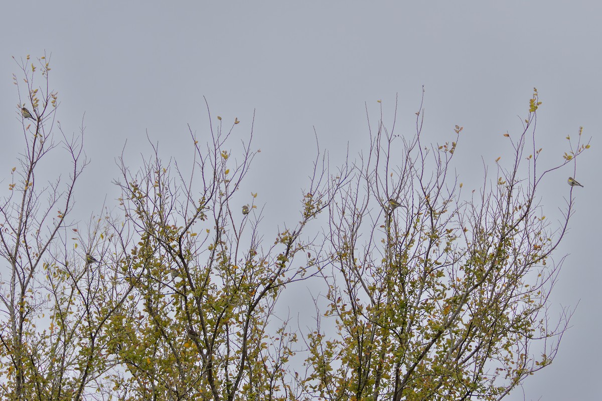 Yellow-rumped Warbler (Myrtle) - ML646398892