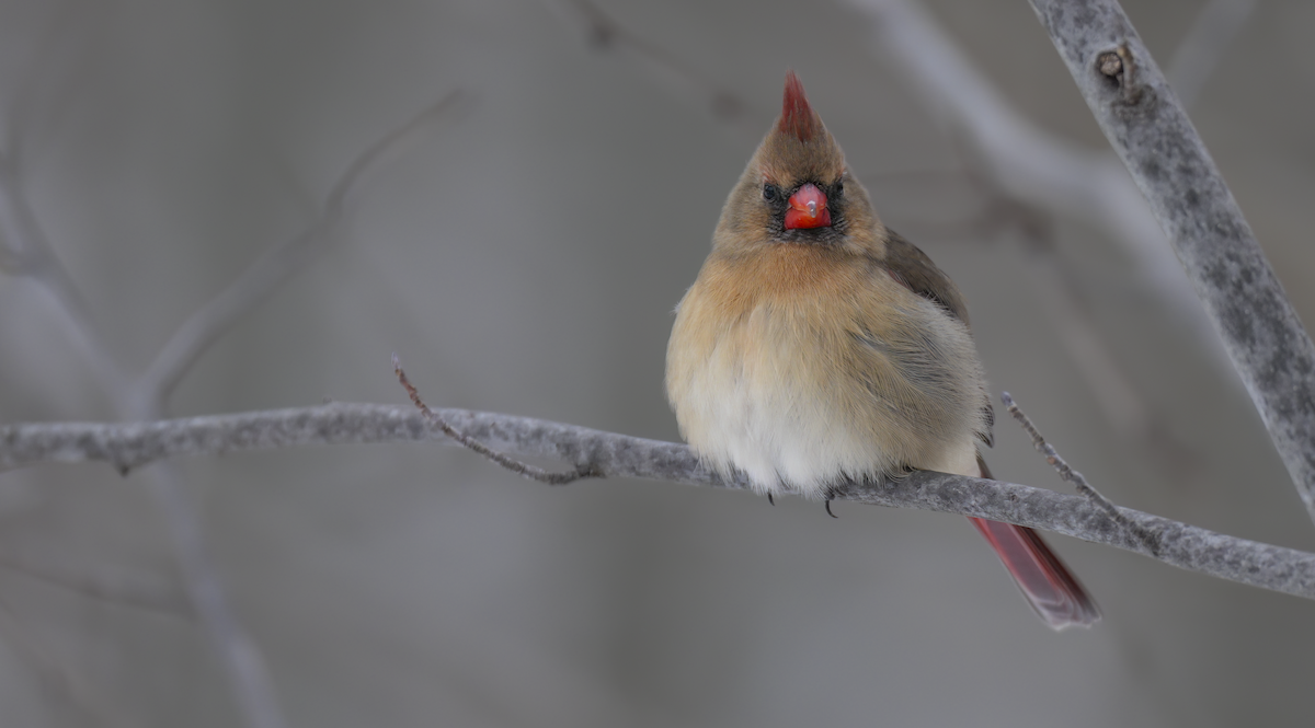 Northern Cardinal - ML646398894