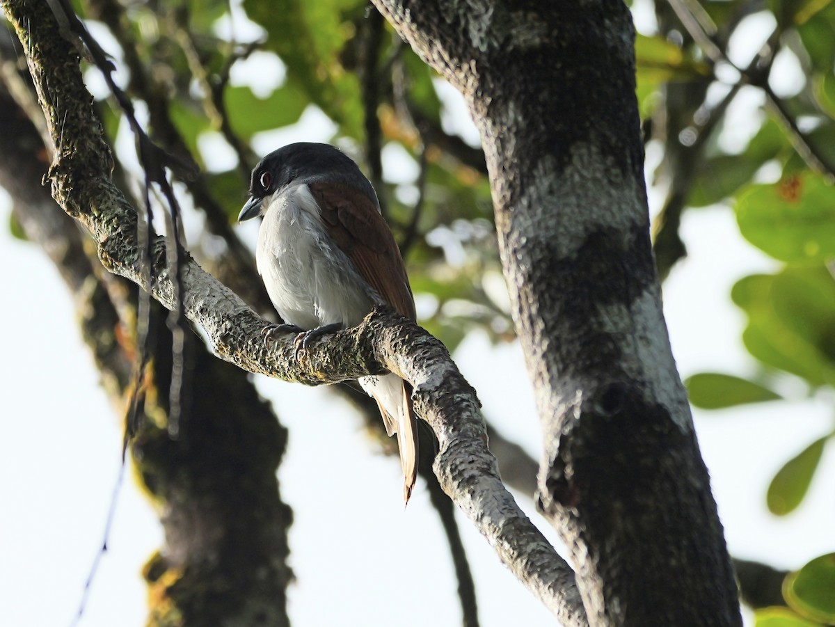 Rufous Vanga - ML646398898