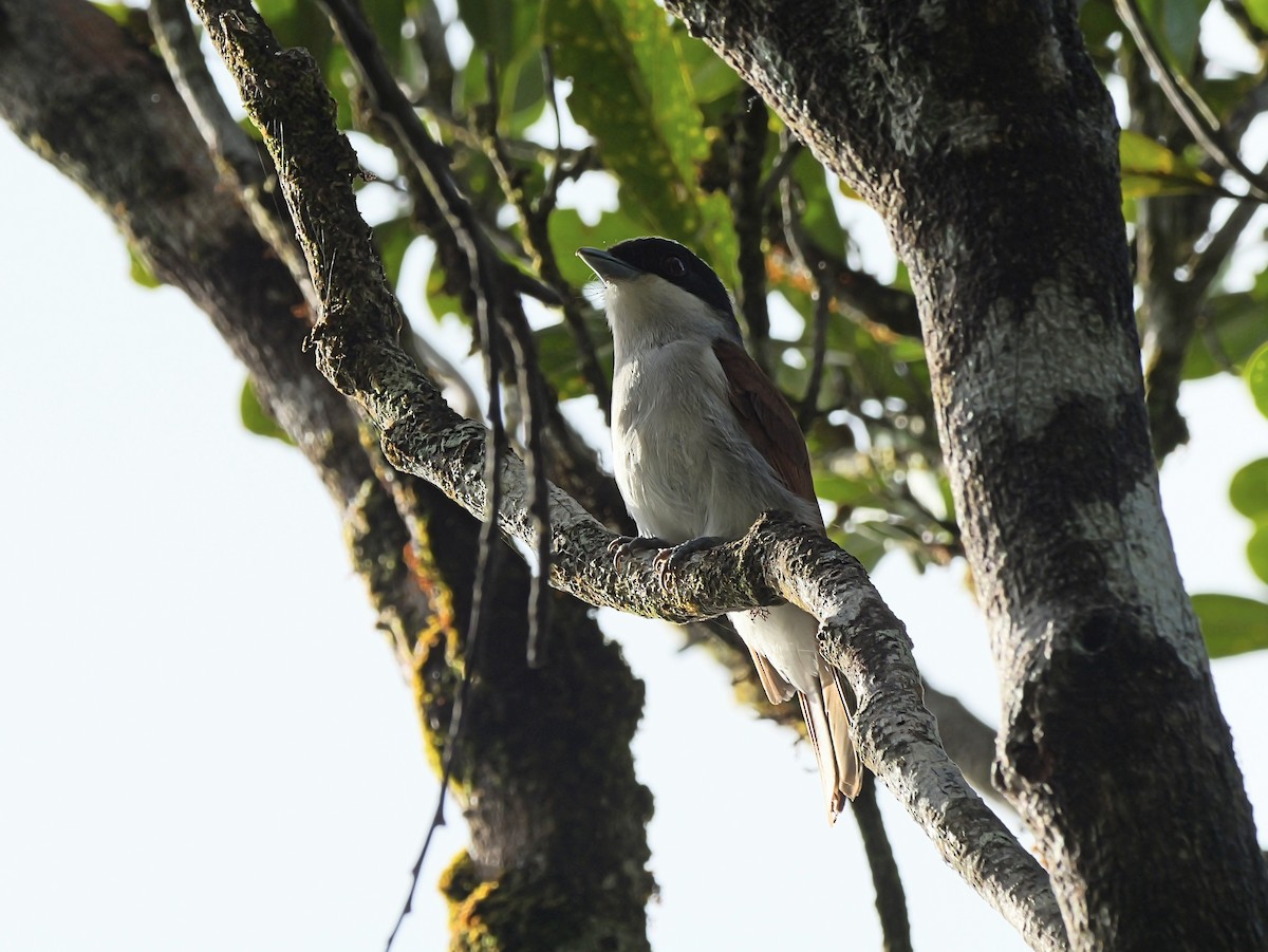 Rufous Vanga - ML646398899