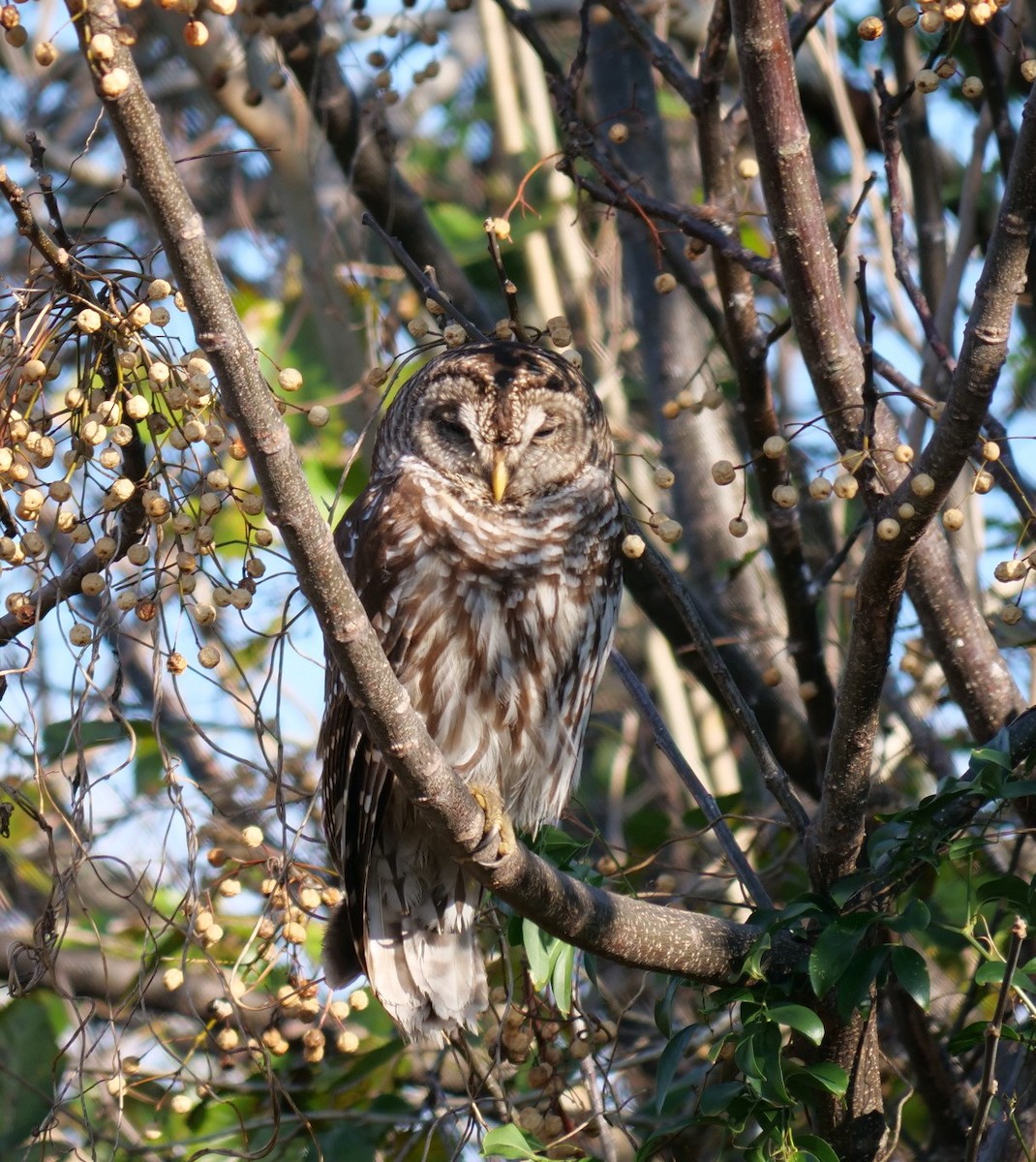 Barred Owl - ML646398906