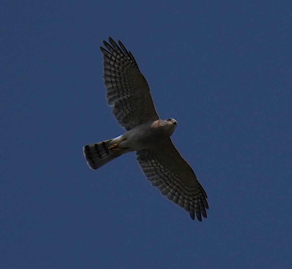 Shikra - ML646398907