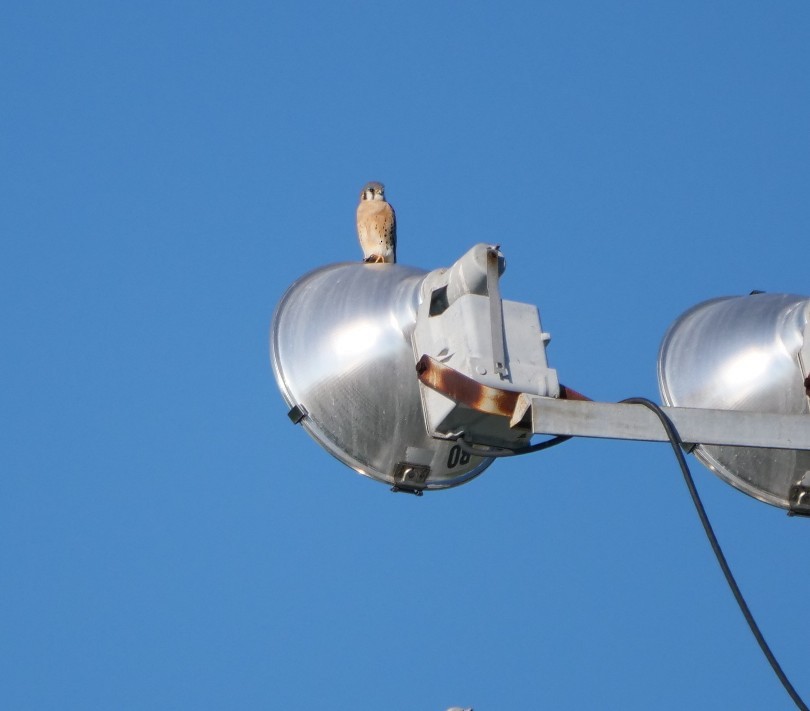 American Kestrel - ML646398917