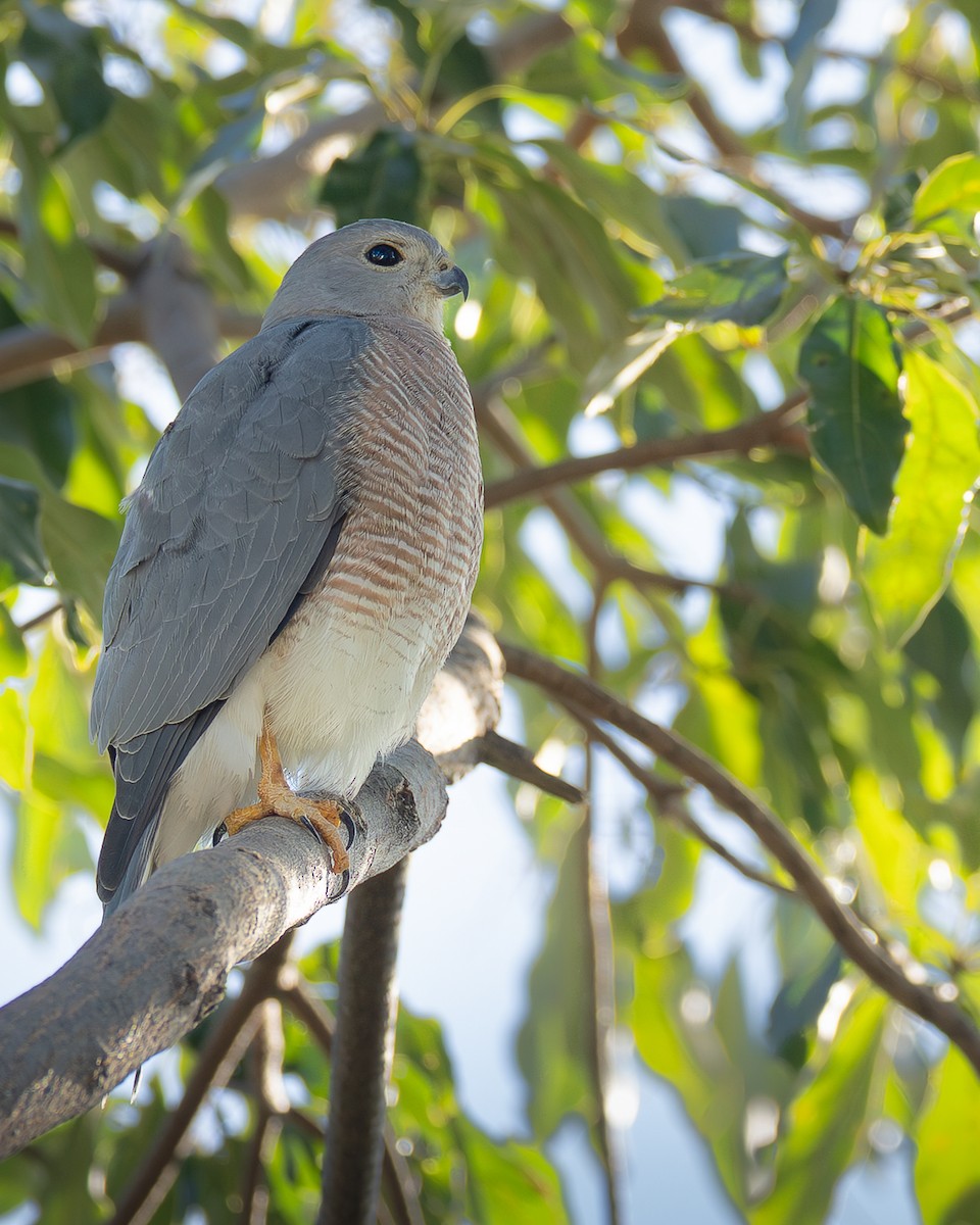 Shikra - ML646398918