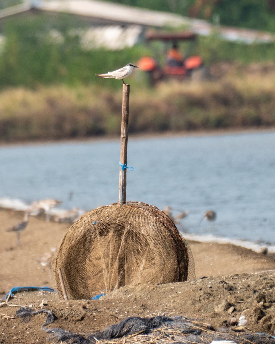 rybák bahenní - ML646398923