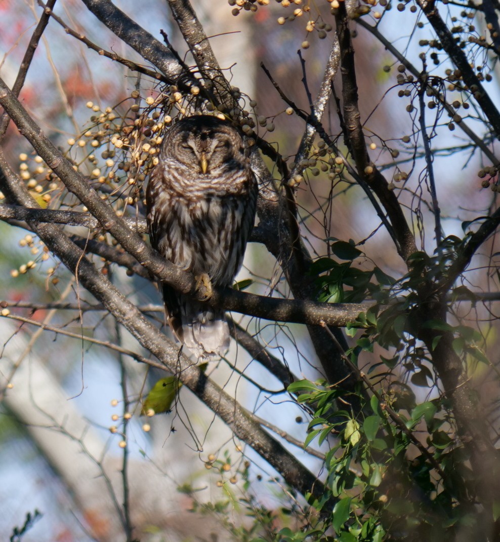 Barred Owl - ML646398924