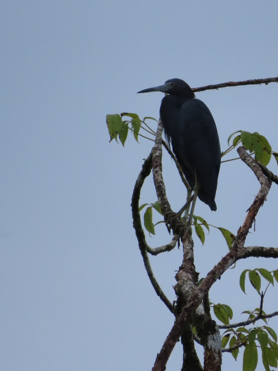 Little Blue Heron - ML646398925