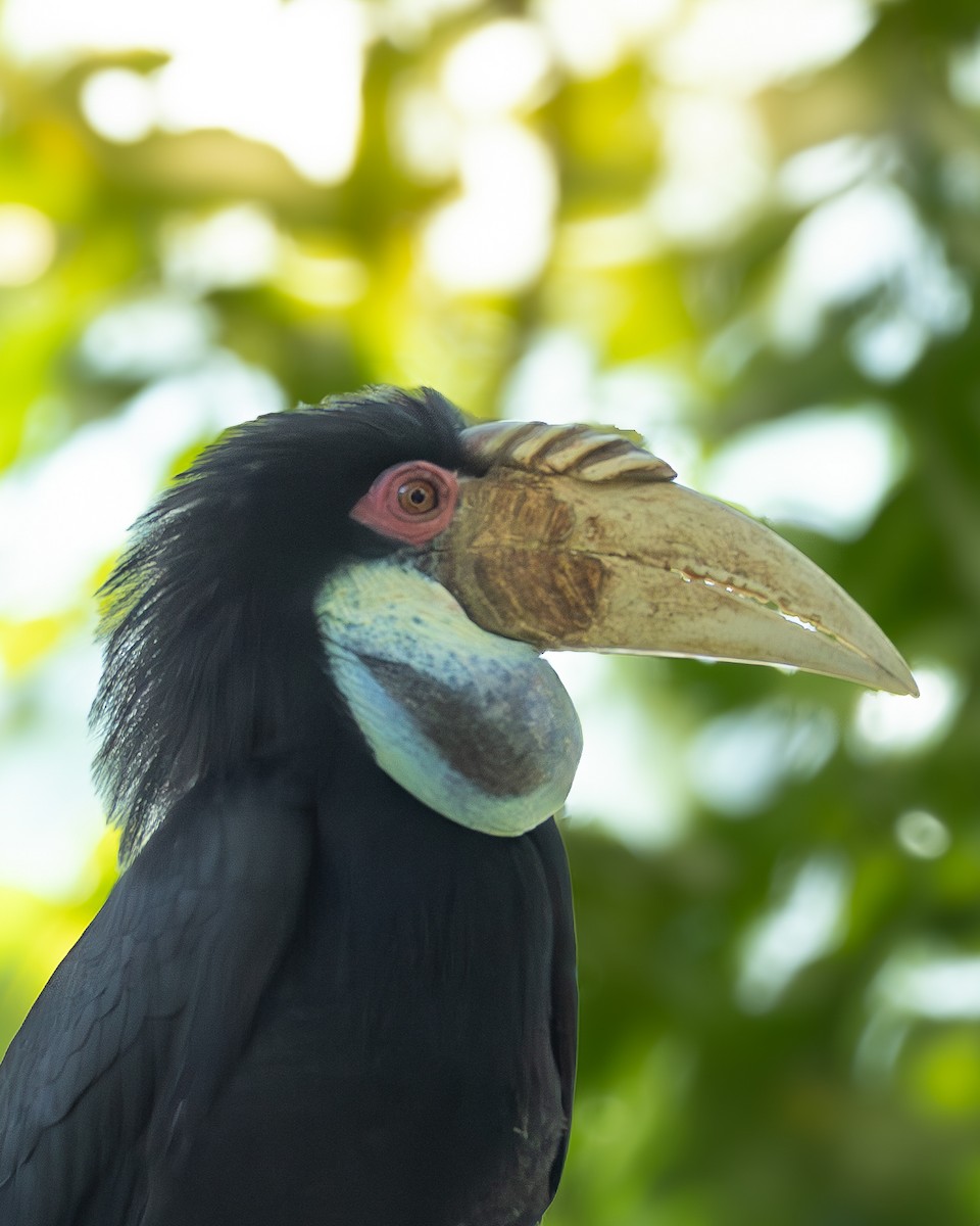 Wreathed Hornbill - ML646398926