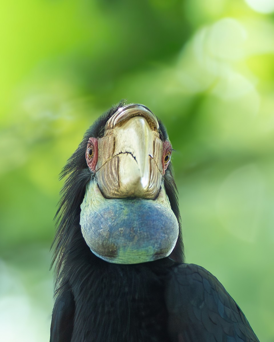 Wreathed Hornbill - ML646398927
