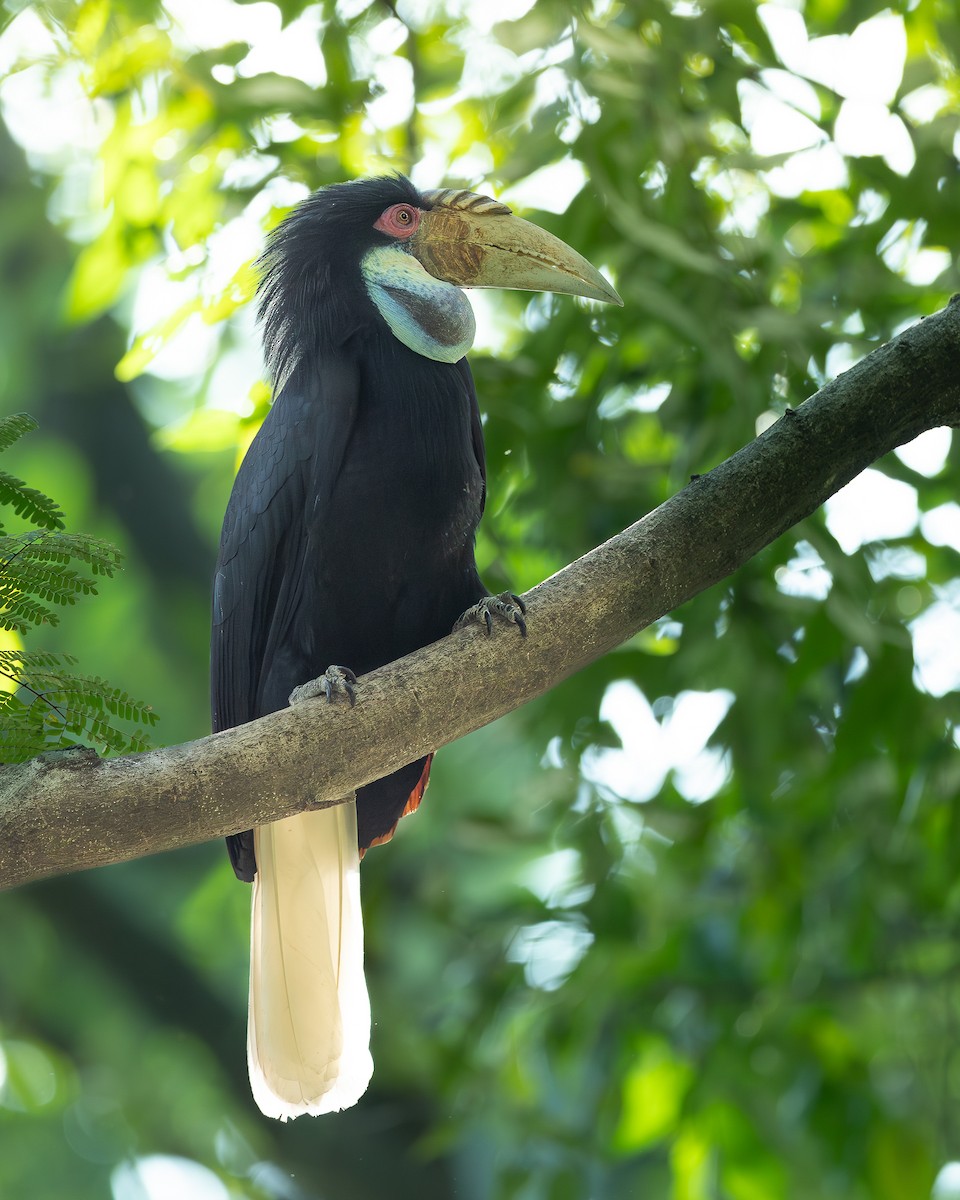Wreathed Hornbill - ML646398929