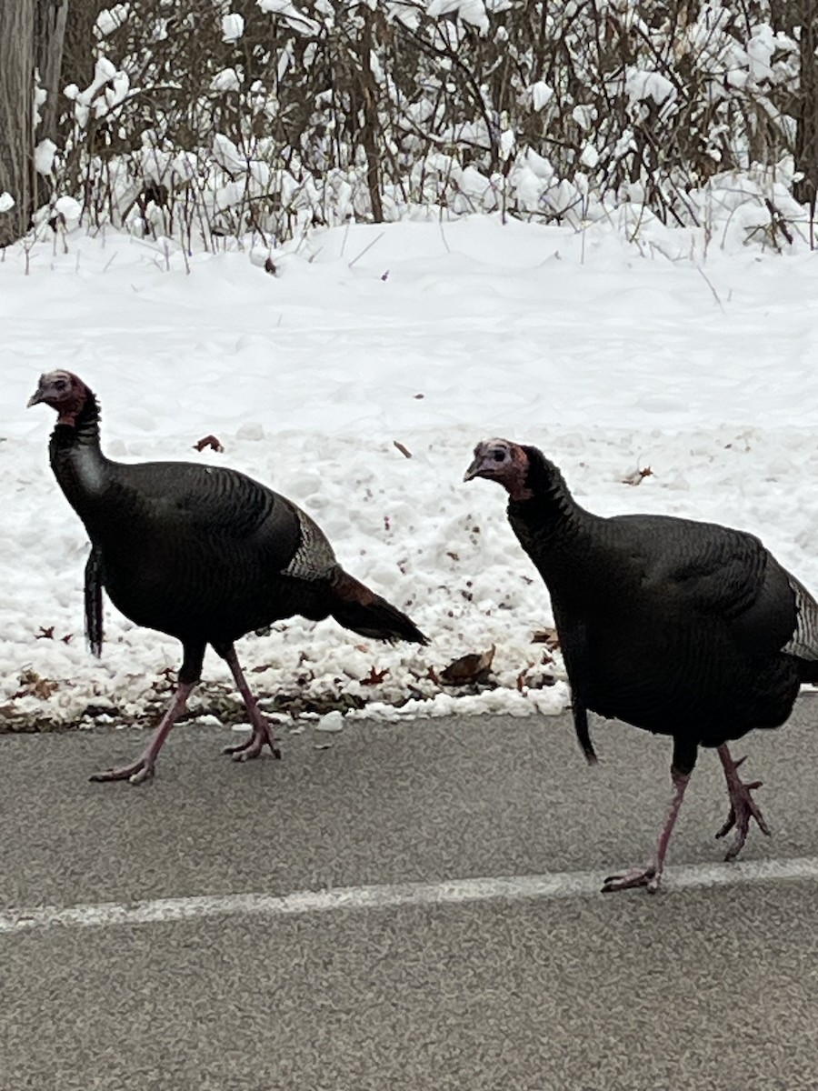 Wild Turkey - ML646398930