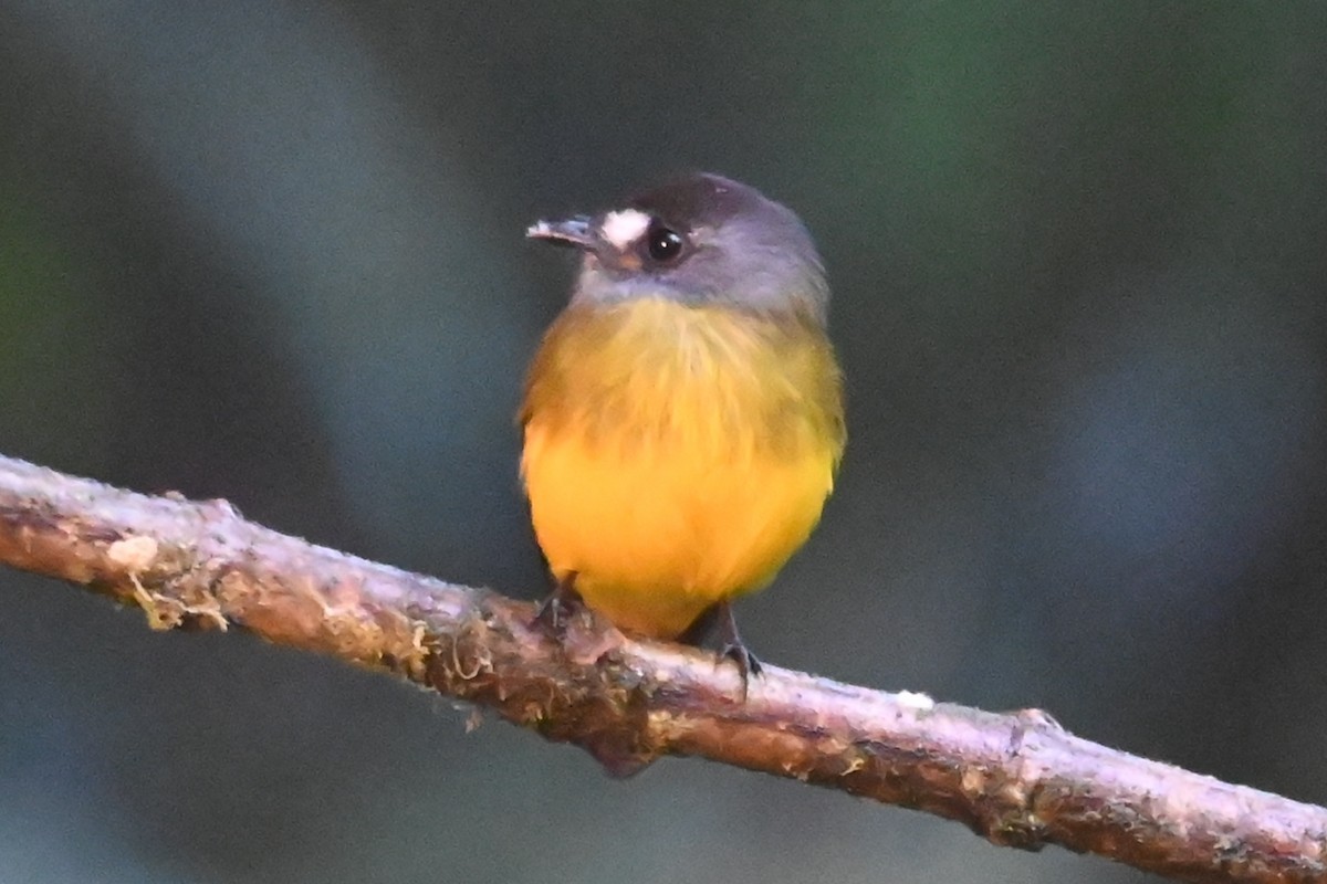Ornate Flycatcher - ML646398931