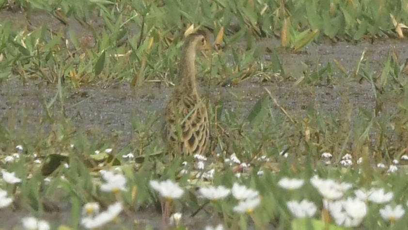 Watercock - ML646398934