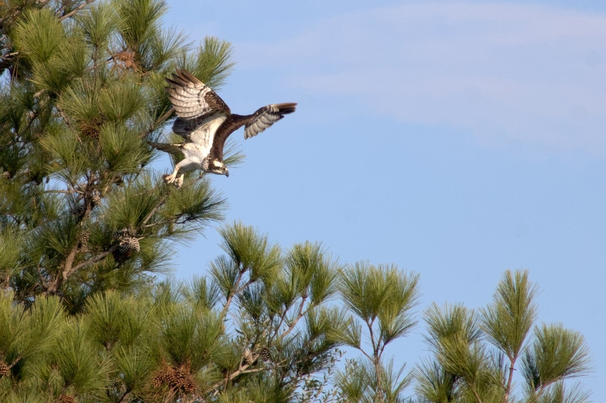 Osprey - ML646398935