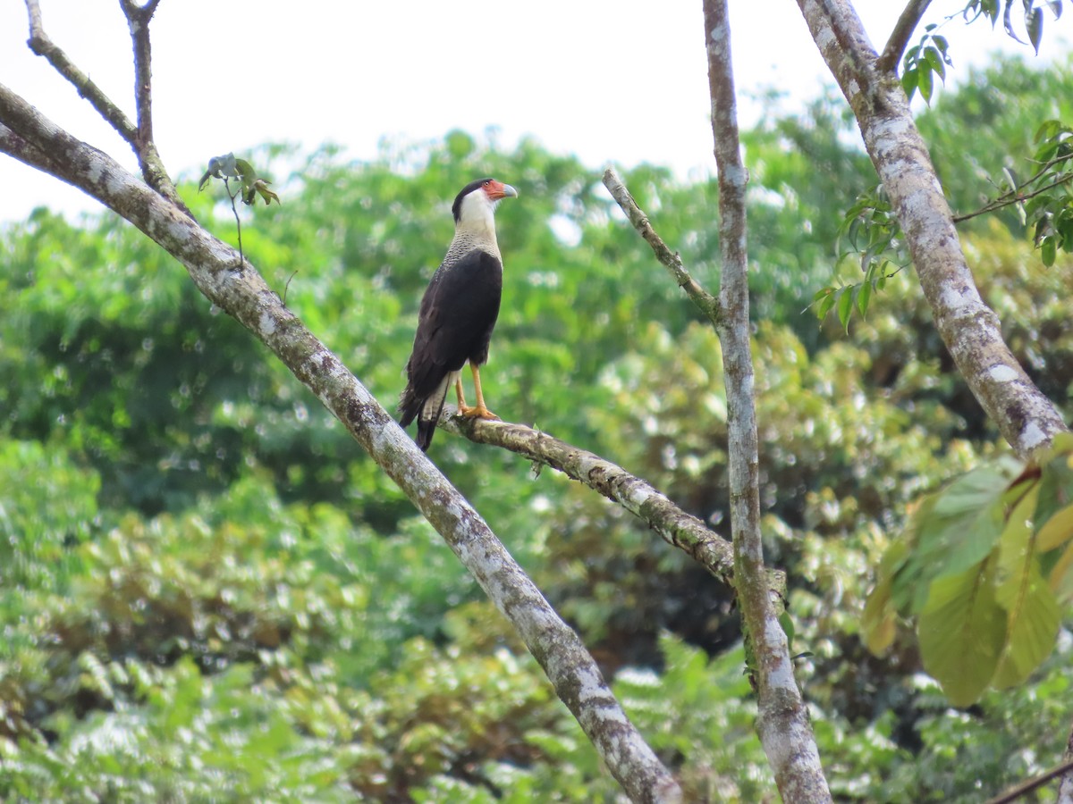 Crested Caracara - ML646398937