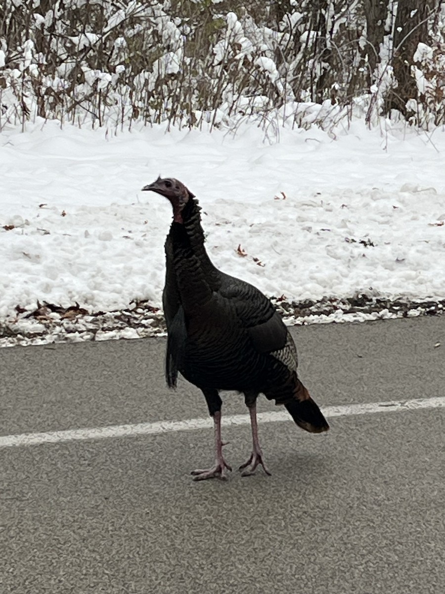 Wild Turkey - ML646398938